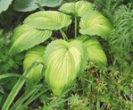 Hosta ‘War Paint’