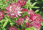 Astrantia major ‘Ruby Wedding’