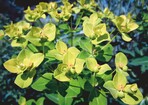 Euphorbia cornigera ‘Goldener Turm’