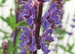 Salvia nemorosa ‘Caradonna‘