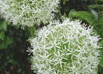 Allium ‘Mount Everest‘