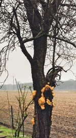 Bauschaum – Kein Baumschaum!