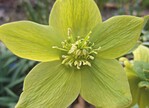 Helleborus viridis