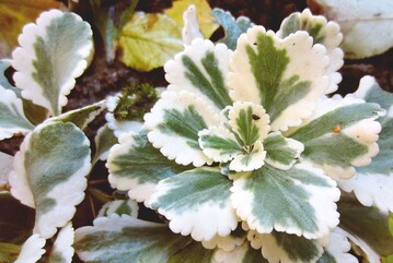 Chiastophyllum oppositifolium ‘Jim‘s Pride‘
