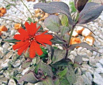 Lychnis  arkwrightii-Hybr.‘Vesuvius‘