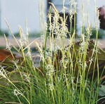 3 Carex alba