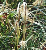 2 Carex morrowii ‘Variegata’ – ausnahmsweise mal blühend.