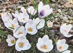 Crocus chrysanthus ’Prince Claus‘