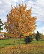 Feld-Ahorn pflanzen!