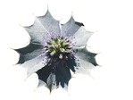 Eryngium maritimum