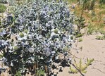 Eryngium maritimum