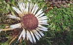Carlina acaulis (Asteraceae)