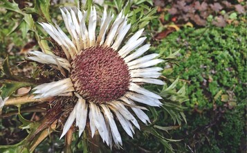 Carlina acaulis (Asteraceae) 