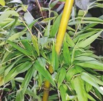 Fargesia denudata ist Bambus 2015