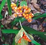 Iris foetidissima