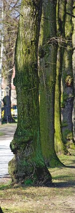 Mehr Geld für das Grün soll die Städtebauförderung des Bundes bringen.