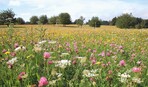 Für solche Wiesen braucht es gute Gräser-/Kräutermischungen.