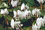 Cyclamen coum ‘Album‘