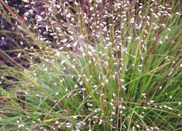 Sporobolus heterolepis ‘Cloud‘