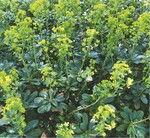 Euphorbia amygdaloides var. robbiae