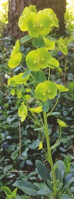 Euphorbia amygdaloides var. robbiae