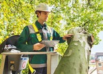 Jeder vierte Baum istein Sicherheitsrisiko