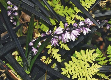 Ophiopogon planiscapus ‘Nigrescens‘/‘Niger‘