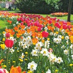 verwenden Sie Blumenzwiebeln?