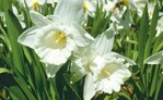 Narcissus ‘Mount Hood’