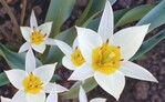 Tulipa turkestanica