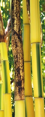 Phyllostachys wird Bambus des Jahres