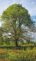 Diese Winter-Linde ist ein Naturdenkmal bei Riesa.