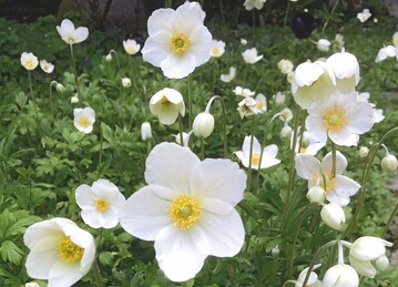 Anemone sylvestris