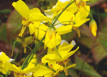 Epimedium  perralchicum ‘Frohnleiten‘