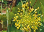 Allium flavum
