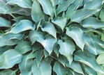 Hosta ‘Blue Arrow’