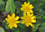 Ranunculus ficaria