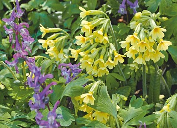 Primula elatior 