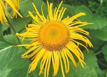 Telekia speciosa