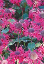 4 Monarda ‘Bee Happy’ (Joke Dragt, Niederlande) 70cm hohe, kompakte Staude, Blütezeit Juni bis August, Blüten steril, gute Mehltauresistenz