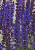 3 Salvia nemorosa ‘Deep Blue Field’ (Vitrofloragruppe, Polen): Blüten im Juni, treiben nach Schnitt neu aus. Aufrecht wachsend, Sonne bis Halbschatten, trockener bis halbtrockener Standort
