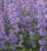 2 Nepeta grandiflora ‘Summer Magic’ (Malcolm Spencer, England): robuste, 40 cm hohe Staude für den sonnigen Standort; Blütezeit von von Mai bis September. Neue Blütentriebe erscheinen auch ohne Rückschnitt.