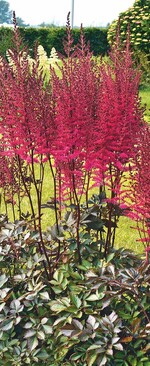 Die Astilbe ‘Chocolate Cherry‘ (Mighty) ist die beste Novität der Plantarium 2016.