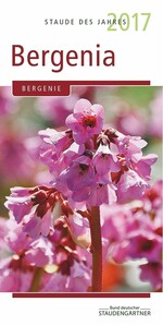 Bergenia ist die Staude des Jahres 2017