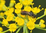 Gerade Wildbienen (hier an Fenchel) sind vom Rückgang bedroht.