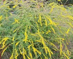 Solidago rugosa ‘Sparkler’