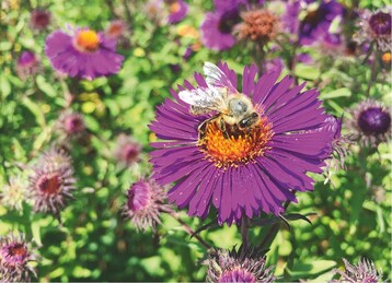 Aster novae-angliae ‘Violetta‘ 