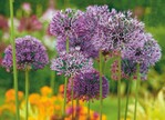 Allium aflatunense ‘Purple Sensation’