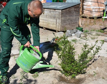 Frisch gepflanzte Gehlze brauchen viel Wasser, um anwachsen zu knnen. Ein Giering um die Pflanze sorgt dafr, dass das Wasser nicht wegluft. In lngeren Trockenphasen brauchen auch Pflanzen aus dem letzten und vorletzten Jahr manchmal zustzlich Wasser.