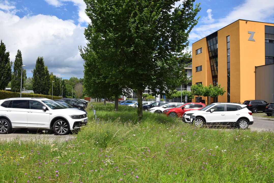 Parkplatz in Konstanz mit extensiv gepflegtem Wiesenbereich und ausreichend Wurzelraum für Bäume
